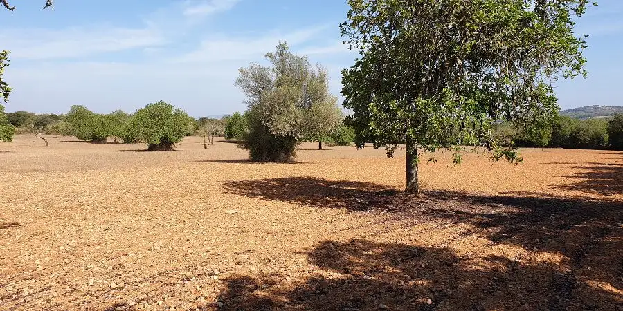LOVELY LARGE PLOT WITH PLENTY OF TREES AND GREAT VIEWS CLOSE TO PORTO COLOM 