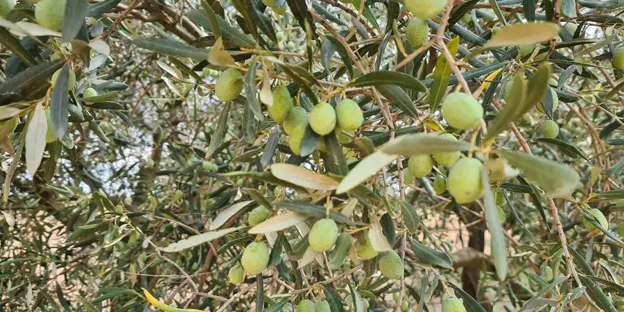 Olive tree orchard in full production in Campos, Mallorca