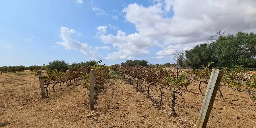 Olive tree orchard in full production in Campos, Mallorca 