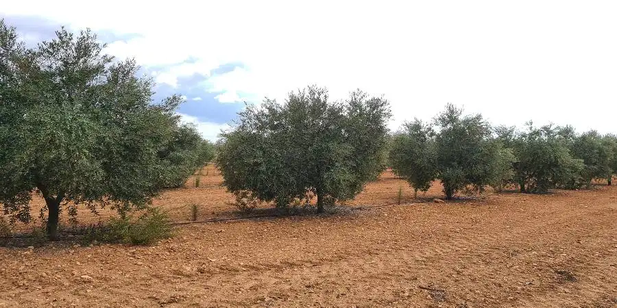 Olive tree orchard in full production in Campos, Mallorca 